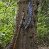 Epic Armoury LARP Axe Elven Wing