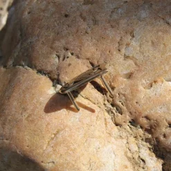 Viking Belt Tongue Birka -Medieval Clothing Sales Store viking belt tongue birka 3